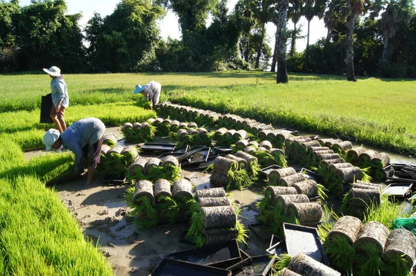 타이 농부 묘 쌀 재배. — 스톡 사진