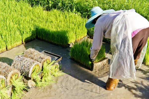 Thailändischer Bauer pflanzt Bäumchen-Reis. — Stockfoto