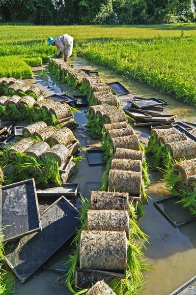 Agricultor tailandés plantando arroz Sapling . —  Fotos de Stock