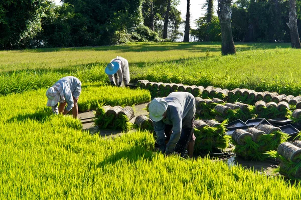 Agriculteur thaïlandais plantation Sapling riz . — Photo