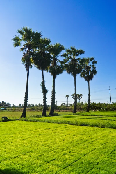 Sapling rice. — Stock Photo, Image