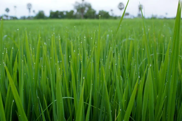 Campo de arroz con arroz . — Foto de Stock