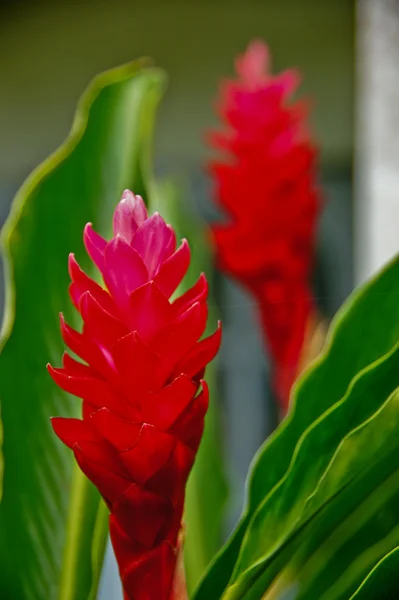 Röd ingefära blomma — Stockfoto