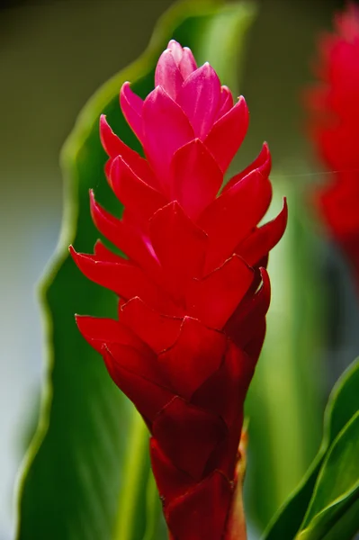 Fleur de gingembre rouge — Photo
