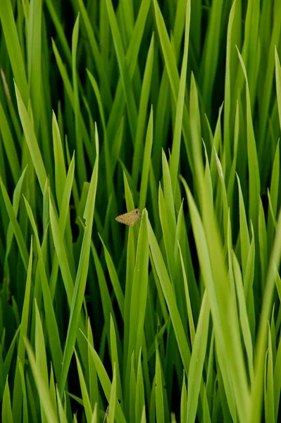 Бабочка в рисовых плантациях — стоковое фото