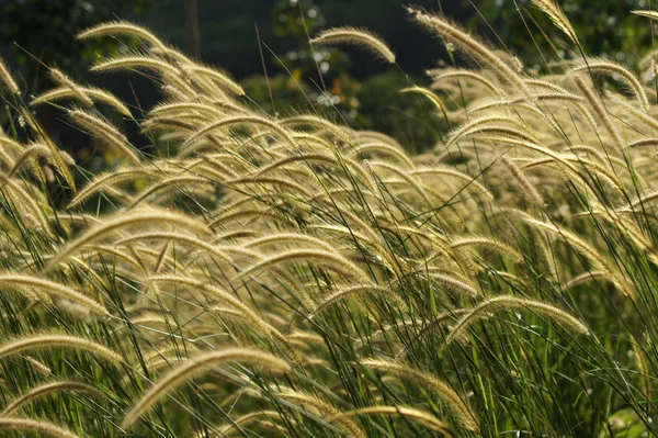 Fiore erba impatto luce solare. — Foto Stock