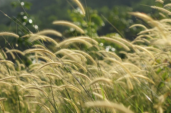 Flower grass impact sunlight. — Stock Photo, Image