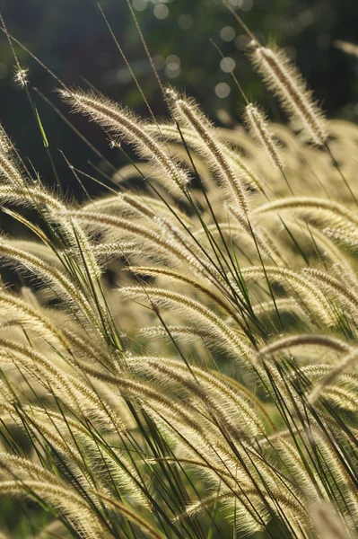 Flower grass impact sunlight. — Stock Photo, Image