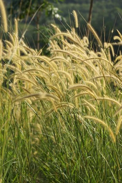 Bunga rumput dampak sinar matahari. — Stok Foto
