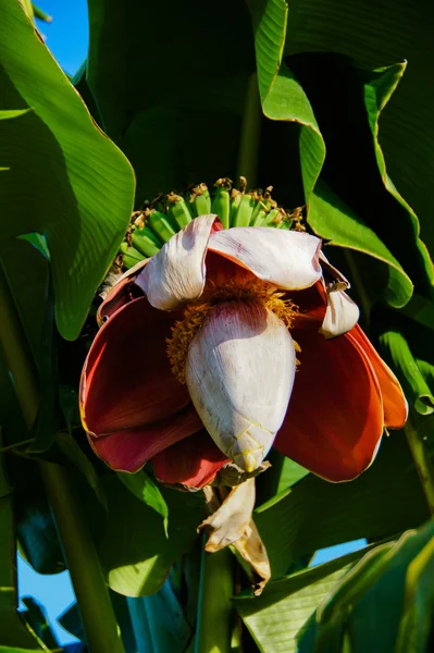 美しいバナナの花 — ストック写真