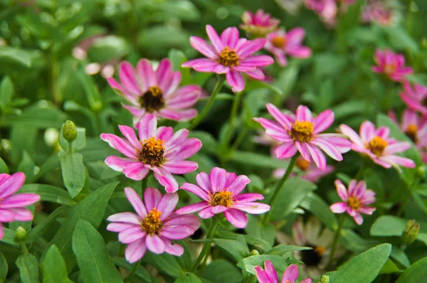 Fargerik hage - Zinnia-blomster – stockfoto