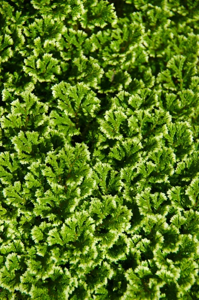 Trees for use in Garden decoration. Scientific name Selaginella — Stock Photo, Image