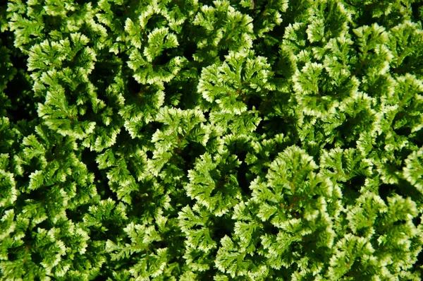 Trees for use in Garden decoration. Scientific name Selaginella — Stock Photo, Image