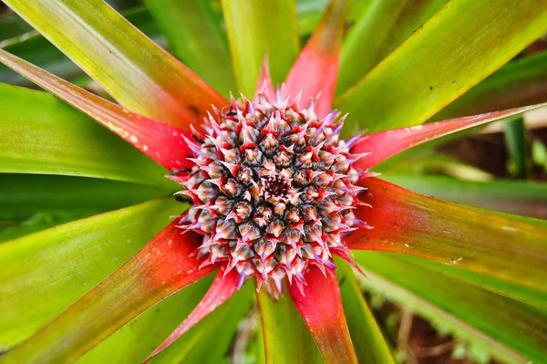 Flower of Pineapple — Stock Photo, Image