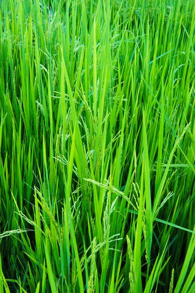 Rice plant — Stock Photo, Image