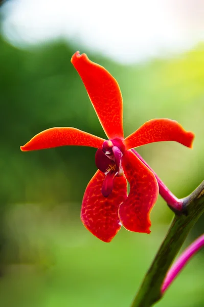 Czerwona orchidea rhynchostylis ridl olbrzymia (lindl.). — Zdjęcie stockowe