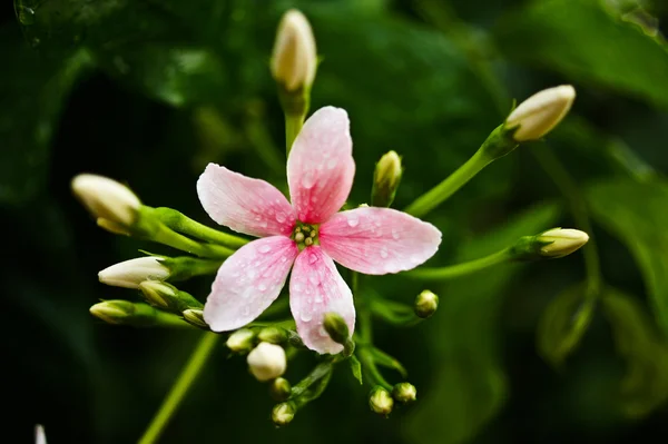 Rangoon-Schlingpflanze (quisqualis indica linn). im wissenschaftlichen Namen) — Stockfoto