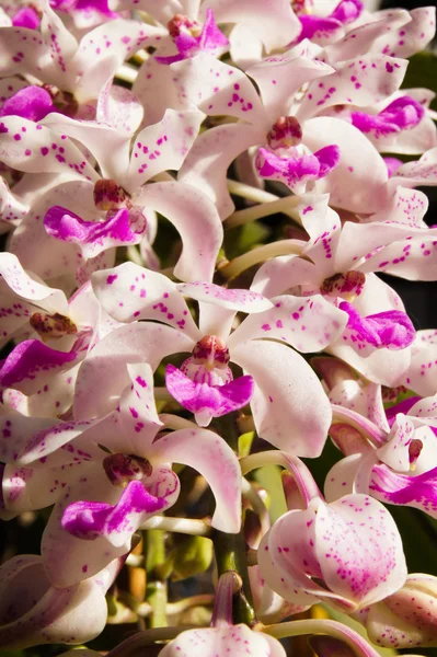 Weiße und rosa Orchidee von rhynchostylis gigantea (lindl.) ridl. — Stockfoto