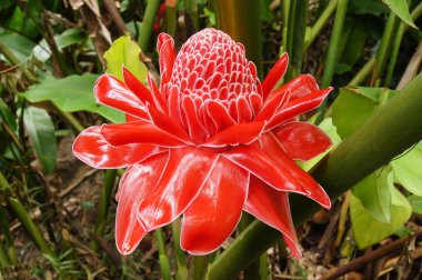 etlingera elatior kırmızı çiçek