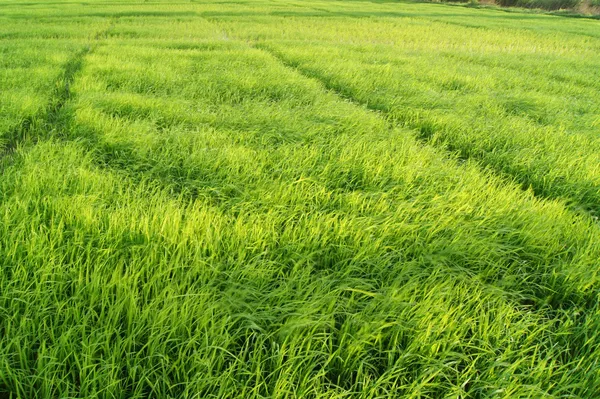 Sapling rice in Farm at Southern of Thailand. — Stock Photo, Image