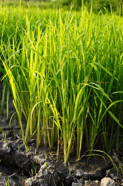 Planta ris i gården vid södra Thailand. — Stockfoto