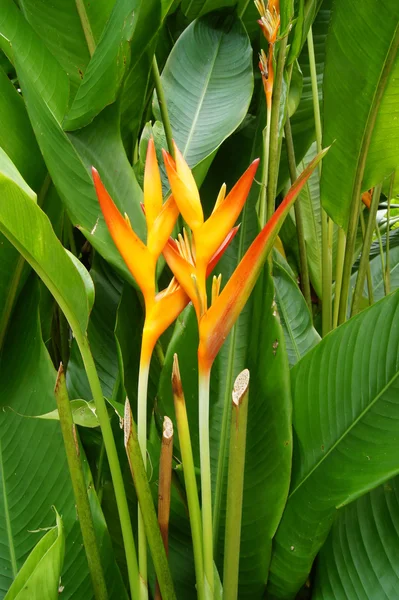 Hermosa flor de Heliconia floreciendo en colores vivos — Foto de Stock