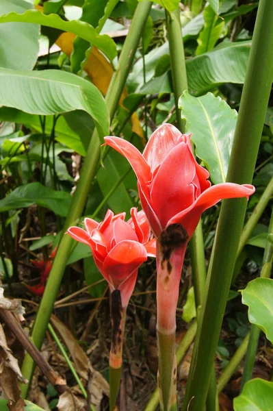 Röd blomma av etlingera palmliknande — Stockfoto