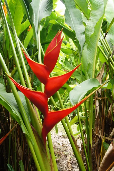 Belle fleur d'Heliconia fleurissant dans des couleurs vives — Photo