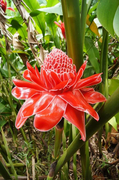 Rode bloem van curcuma elatior — Stockfoto