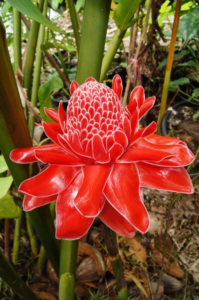 Rote Blume von etlingera elatior — Stockfoto