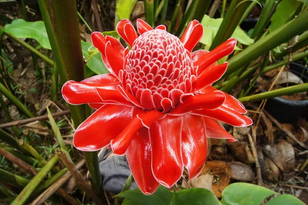 Flor vermelha de etlingera elatior — Fotografia de Stock