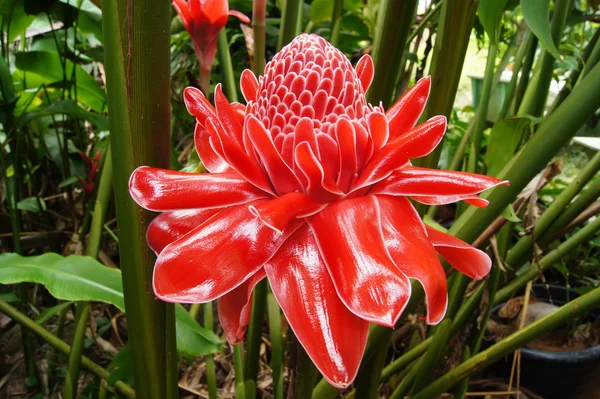 Flor vermelha de etlingera elatior — Fotografia de Stock