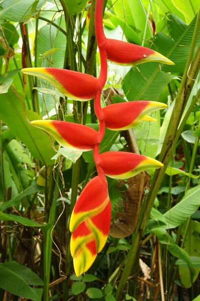 Frumoasa floare Heliconia înflorind în culori vii — Fotografie, imagine de stoc