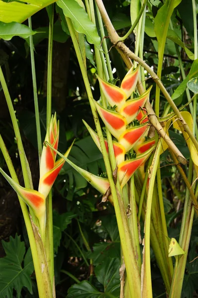 Schöne Heliconia-Blume blüht in leuchtenden Farben — Stockfoto