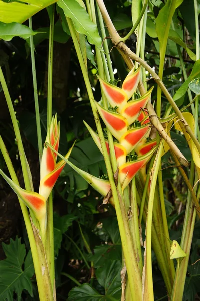 Vacker Heliconia blomma blommar i levande färger — Stockfoto