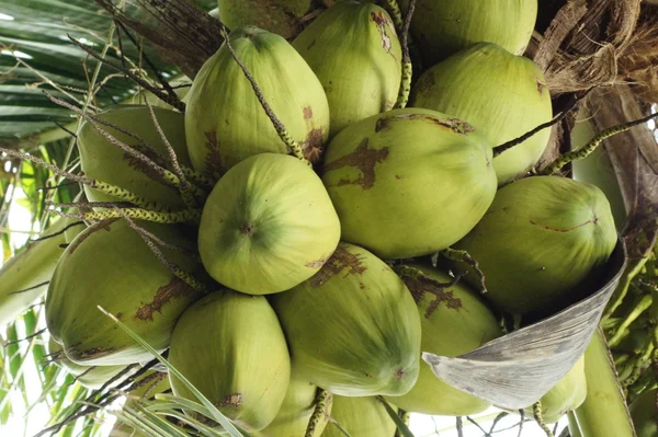 Noix de coco à l'arbre — Photo