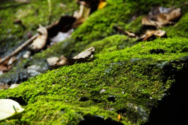 MOSS. On the stone clipart