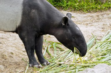 malaya tapiri