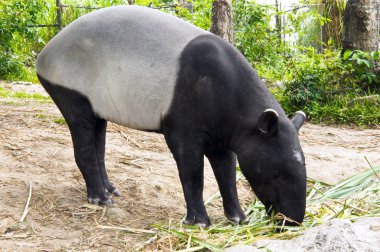 malaya tapiri