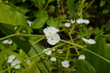 beyaz çiçekler, echinodorus (l.) cardifolius griseb.