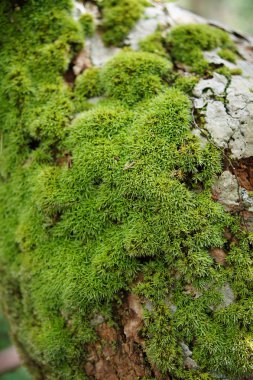 Güney Tayland 'daki botanik bahçesindeki yağmur ormanlarında yosun..