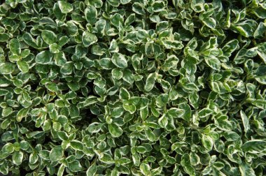 ağaç bahçe dekorasyon kullanmak için.