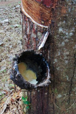 kauçuk ağacından üretim süreci, sıvı kauçuk.