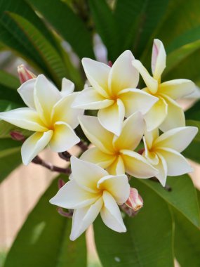 Frangipani tropik çiçekler, yeşil lefs