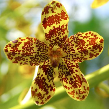 en büyük orkide dünya, bilimsel adı: grammatophyllum sp