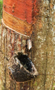 kauçuk ağacından üretim süreci, sıvı kauçuk.