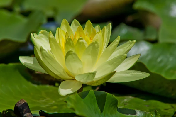 Yellow water lily — Zdjęcie stockowe