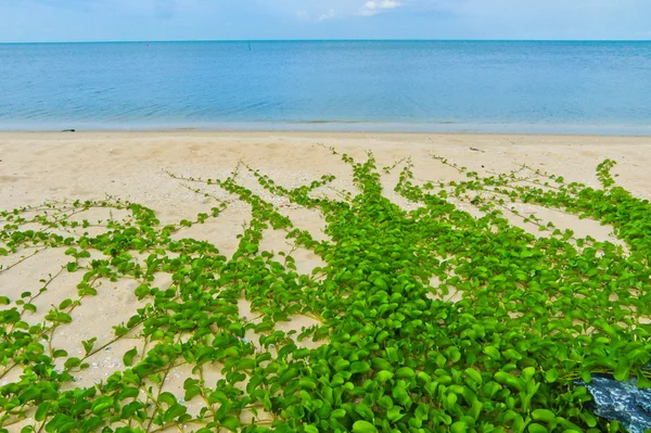 Den "ipomoea pes-caprae" på stranden — Stockfoto