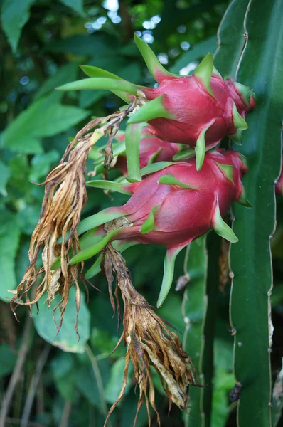 Dragon fruit — Stock Photo, Image