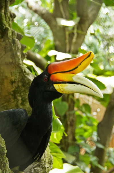 Neushoornvogel — Stockfoto